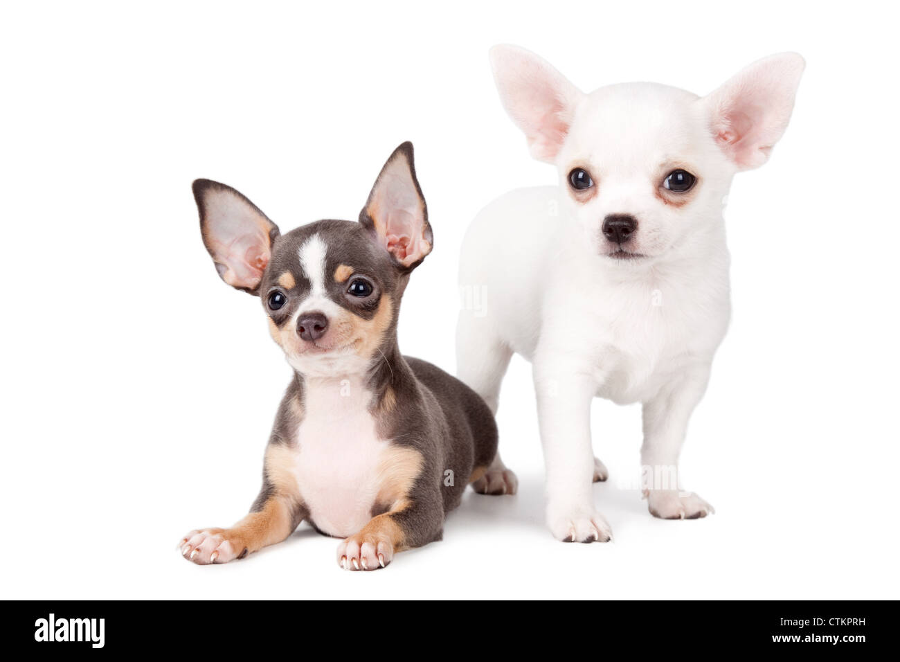 Zwei Welpen Chihuahuas auf weißem Hintergrund. Stockfoto