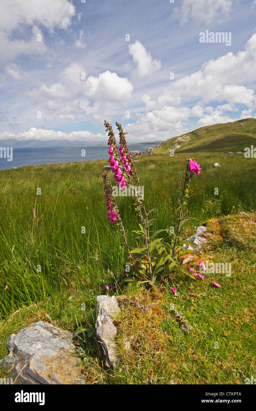 Wilde Fingerhut Blumen (Digitalis Purpurea) auf der Beara-Halbinsel; County Cork, Munster, Irland Stockfoto