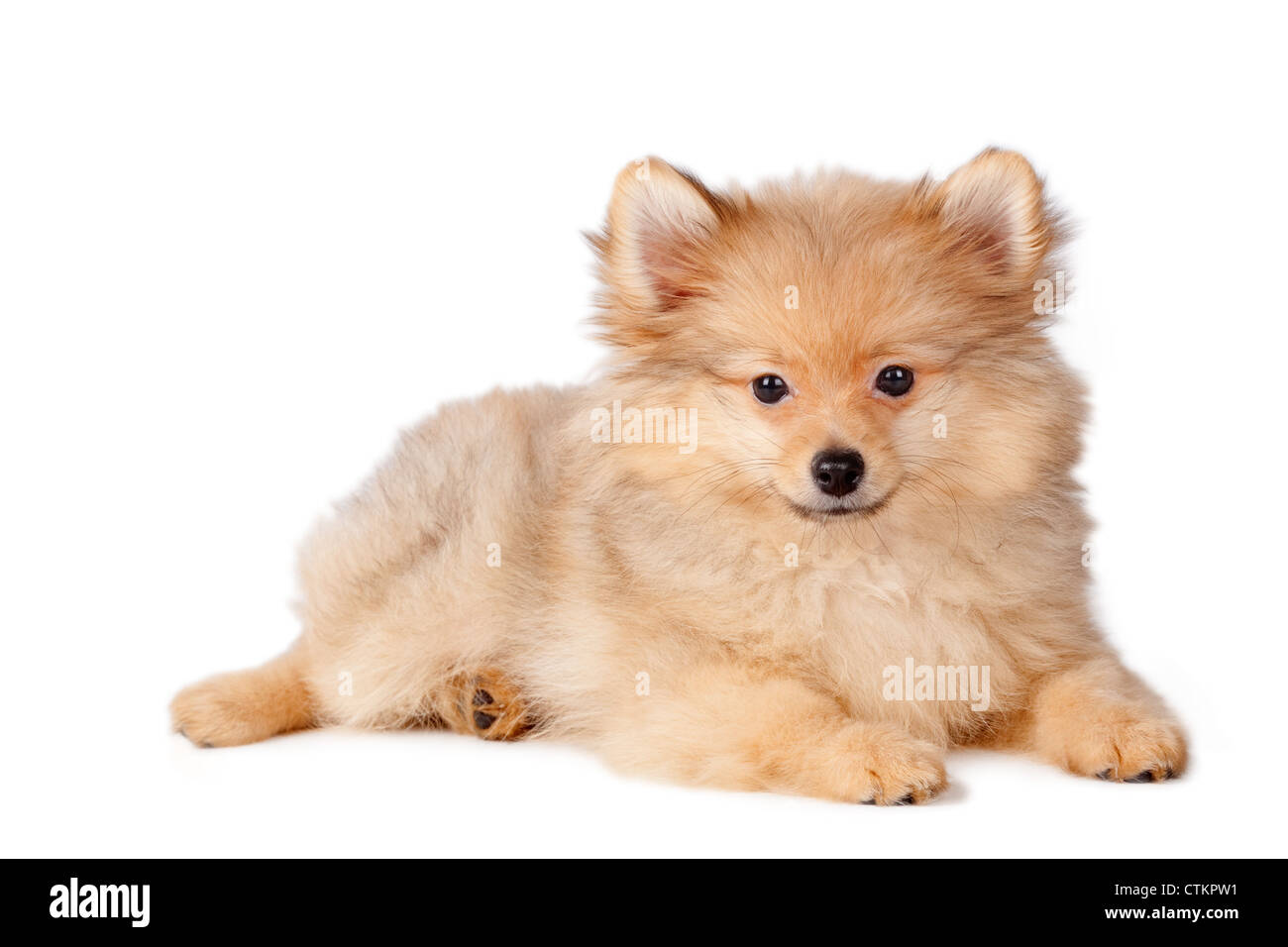 Welpe Hund Pommerschen Rasse auf einem weißen Hintergrund. Stockfoto
