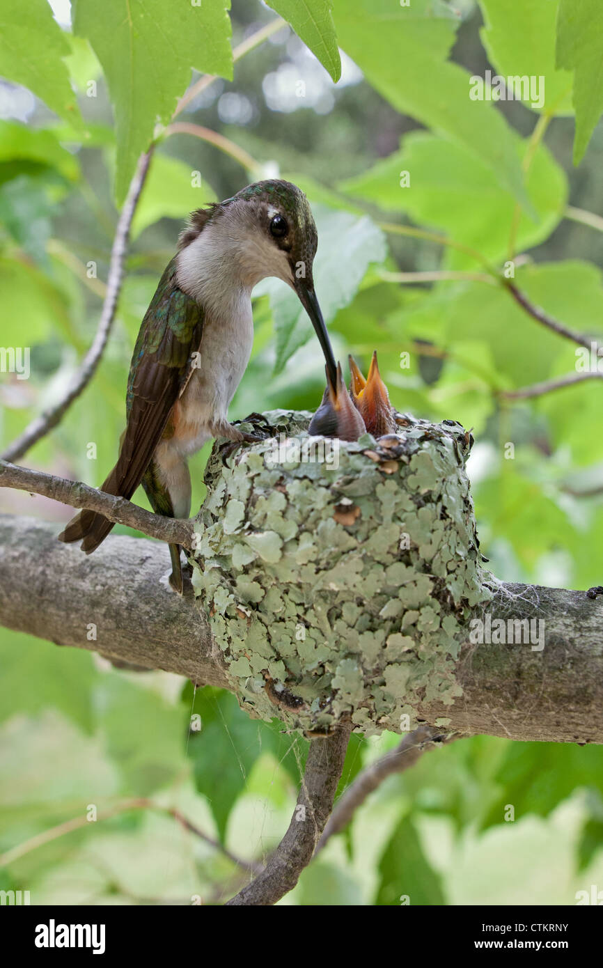 Rubinkehlende Hummingbird-Nestlinge in Nest - Vertikal Stockfoto