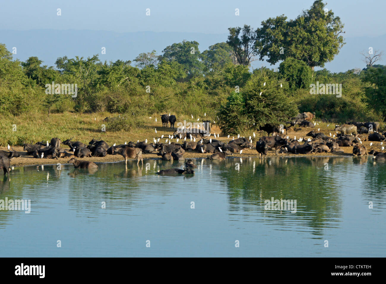 Wasserbüffel und Reiher am Wasserloch, Uda Walawe Nationalpark, Sri Lanka Stockfoto