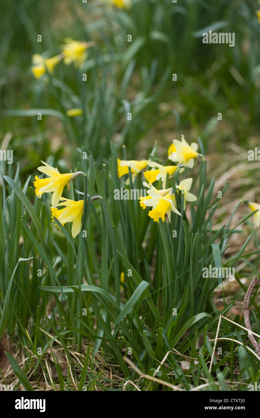 Narzissen (Narcissus Pseudonarcissus). " Eine Vielzahl von goldenen Narzissen. William Wordsworth. St. Marien Kirche Doras Feld, Rydal Stockfoto