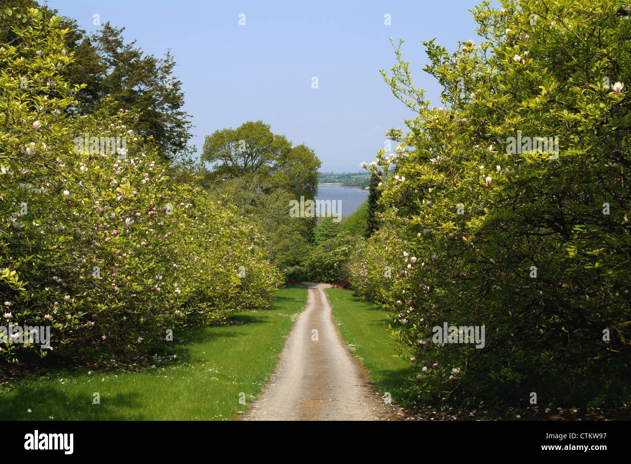 Eine unbefestigte Straße, gesäumt von Bäumen am Mount Congreve Haus und Garten; County Waterford, Irland Stockfoto