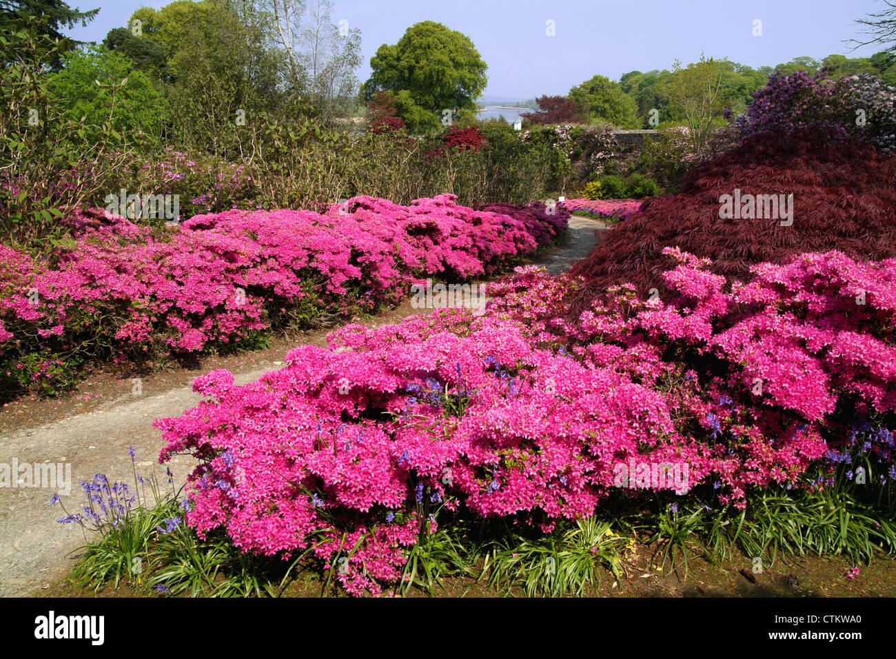 Bunten blühenden Blumen entlang eines Pfades Mount Congreve House and Gardens; County Waterford, Irland Stockfoto