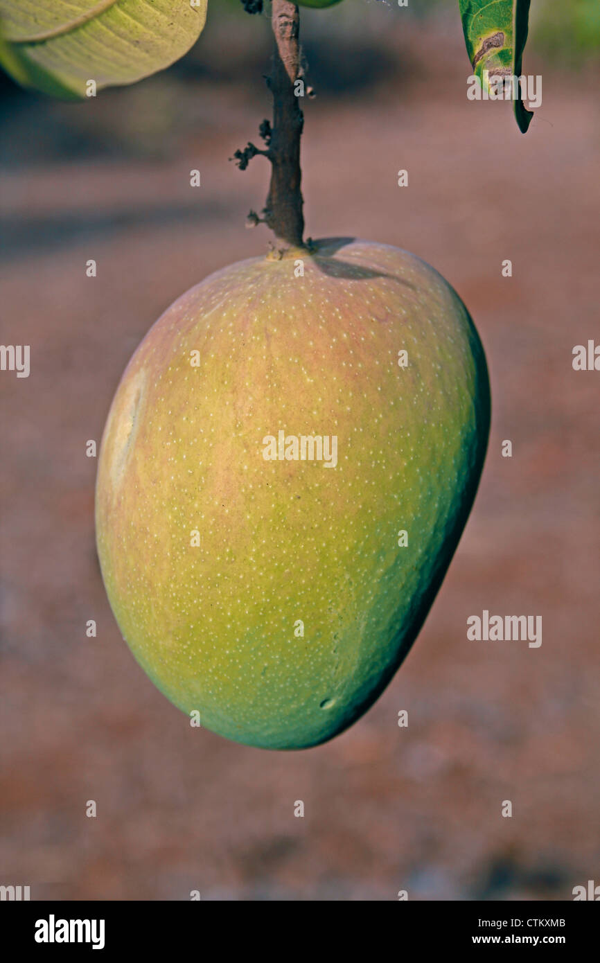 Alphonso Mango, Mangifera Indica L, Anacardiaceae hängt an einem Baum, Ratnagiri, Maharashtra, Indien Stockfoto