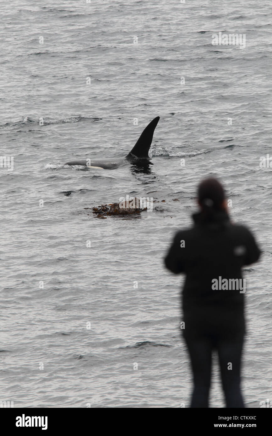 Großer Schwertwal Orcinus Orca, Braewick, Eshaness, Shetland, Großbritannien Stockfoto