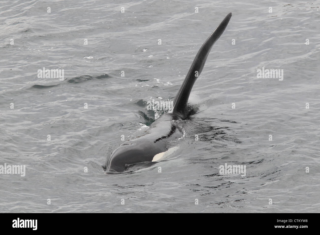 Großer Schwertwal Orcinus Orca, Braewick, Eshaness, Shetland, Großbritannien Stockfoto