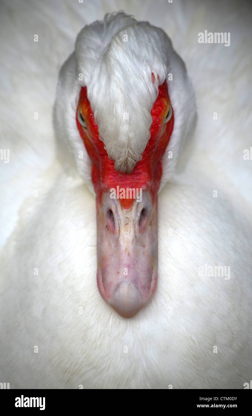 Reine weiße Muscovy Ente Kopf hautnah Stockfoto