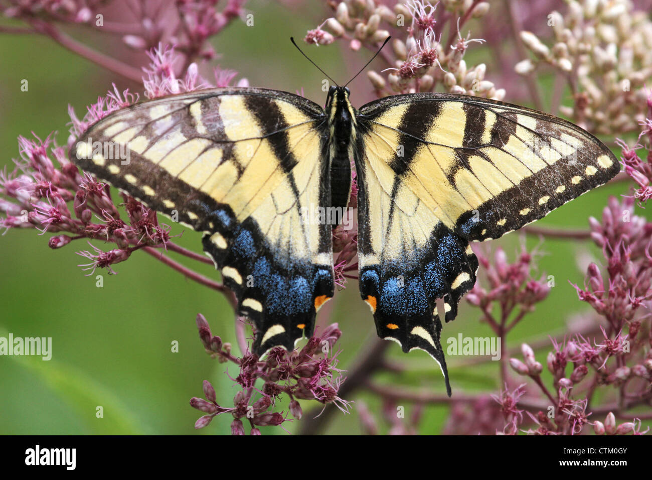 Eine weibliche östliche Tiger Schwalbenschwanz-Schmetterling auf einem rosafarbenen und weißen Busch Stockfoto