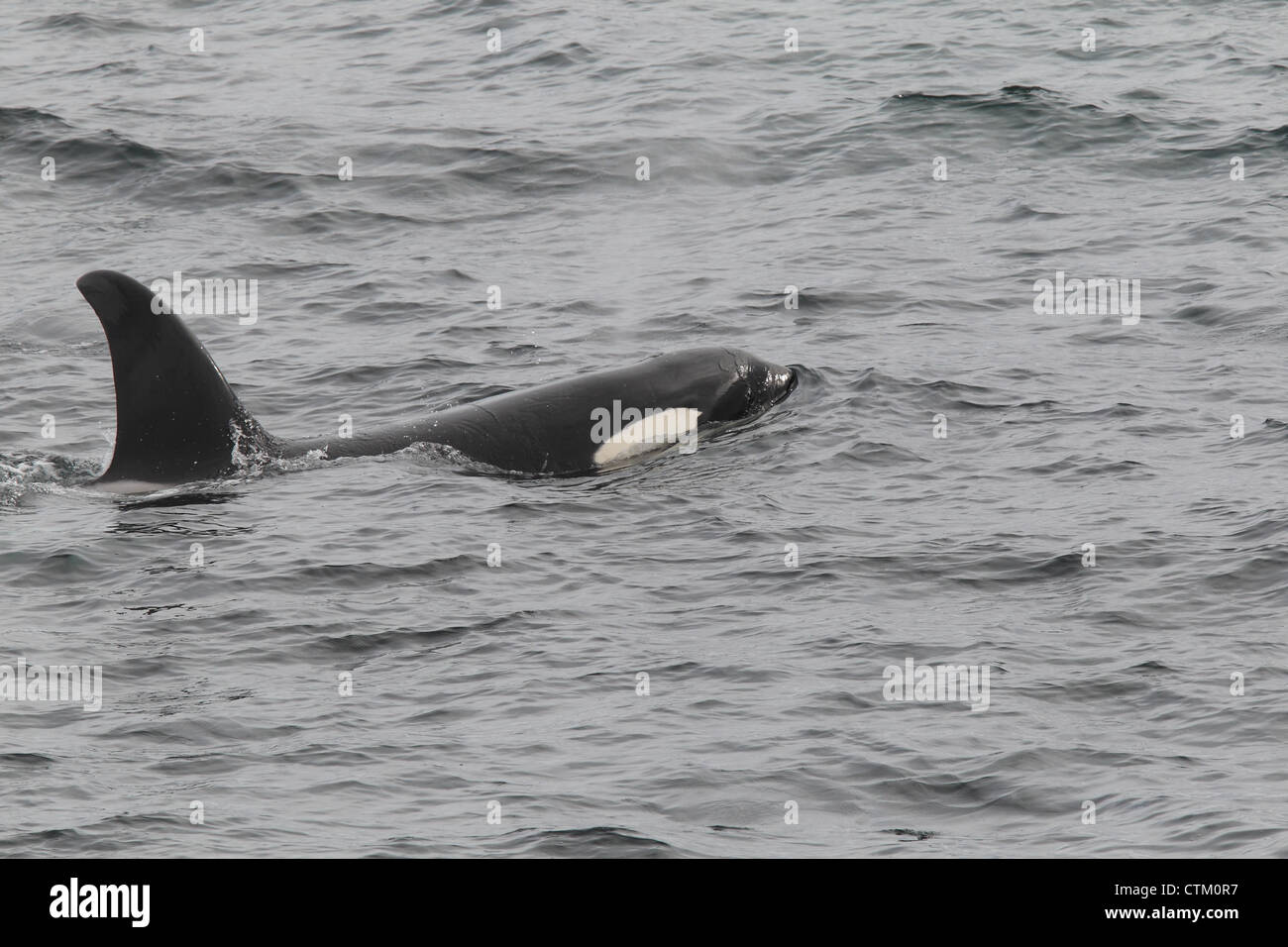 Großer Schwertwal Orcinus Orca, Braewick, Eshaness, Shetland, Großbritannien Stockfoto