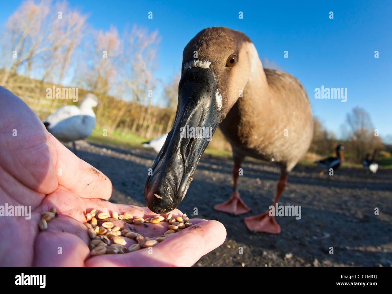 Ein Vogel Essen Samen aus einer Hand; Washington, Tyne And Wear, England Stockfoto