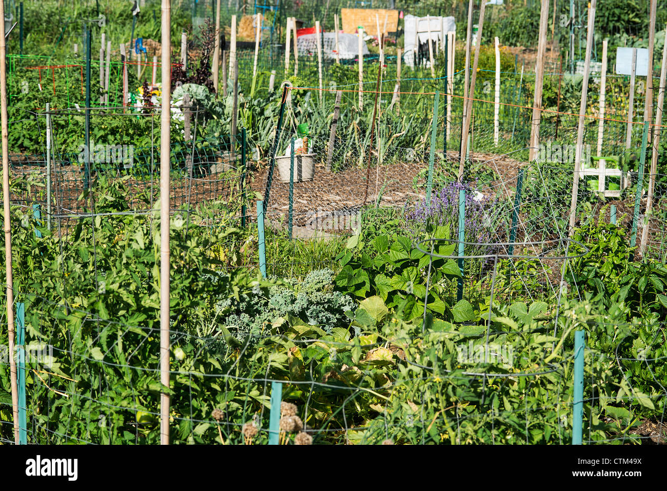 Gemeinschaftsgarten Stockfoto