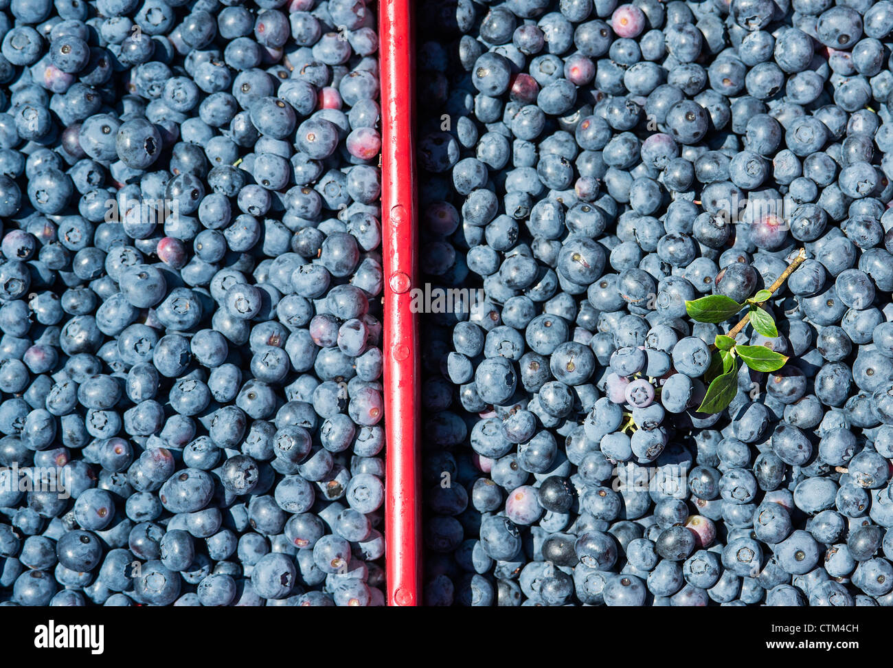 Heidelbeere Ernte, New Jersey, USA Stockfoto