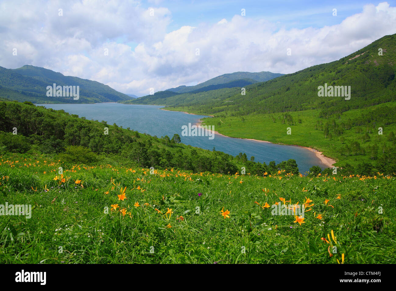 Taglilie des Nosori Sees, Gunma, Japan Stockfoto