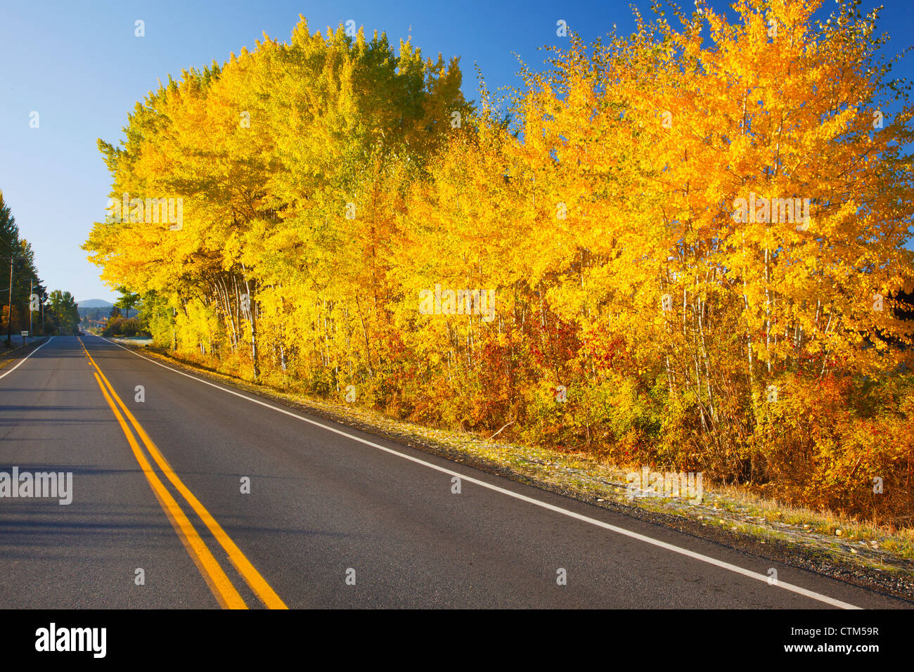 Herbstfarben auf dem Weg In den Oregon Kaskaden; Oregon, Vereinigte Staaten von Amerika Stockfoto