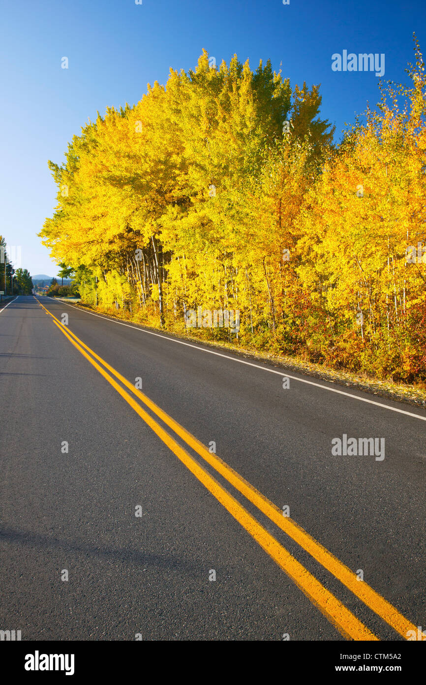 Herbstfarben auf dem Weg In den Oregon Kaskaden; Oregon, Vereinigte Staaten von Amerika Stockfoto