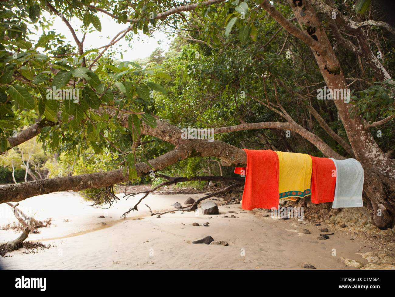 Handtücher hängen am Baum am Tallebudgera Bach; Queensland, Australien Stockfoto