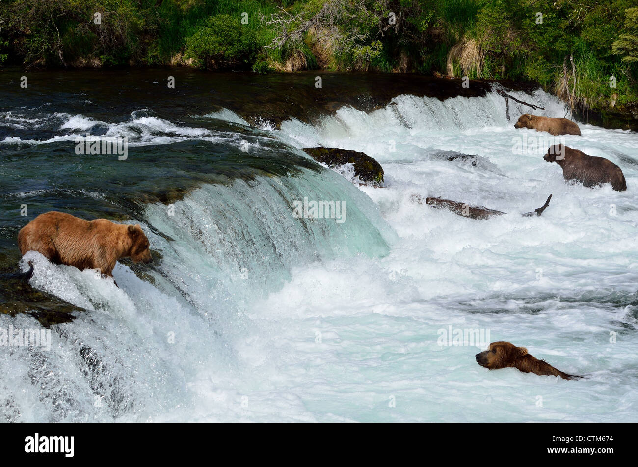 Angeln auf Lachs von den Brooks Falls Braunbären. Katmai Nationalpark und Reservat. Alaska, USA. Stockfoto