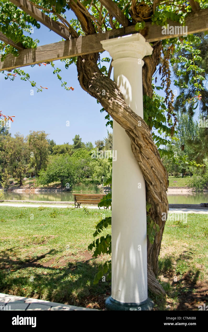 Verdrehte Stamm einer Trompete Weinrebe um eine weiße Säule; Mendoza, Argentinien Stockfoto