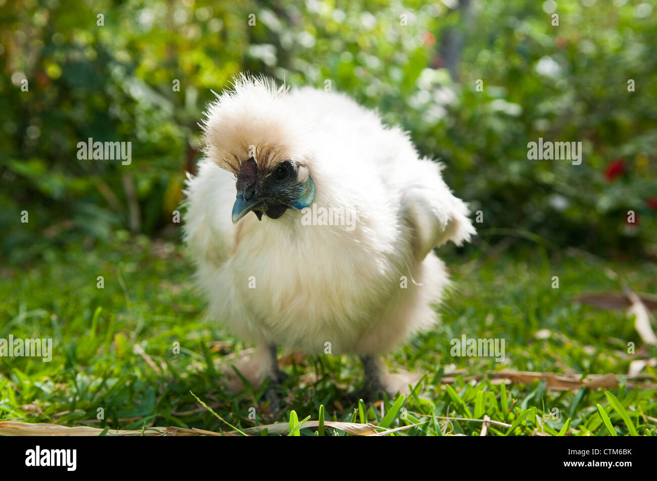 Freerange White "Silkie" Henne, Kailua, Oahu, Hawaii Stockfoto