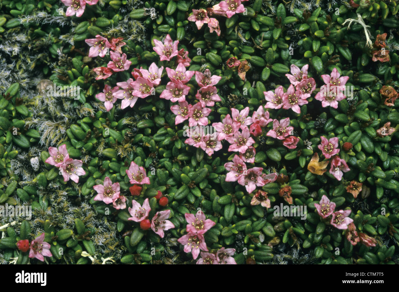 TRAILING AZALEE Loiseleuria Procumbens (Ericaceae) Stockfoto
