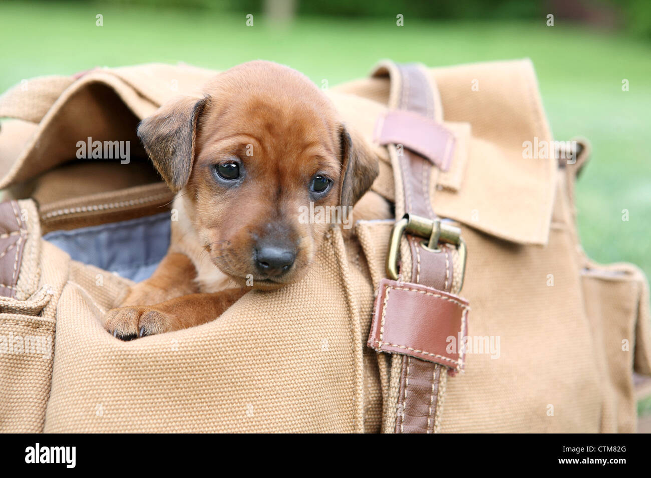 Zwergpinscher Welpen, 1 Monate alt Stockfoto