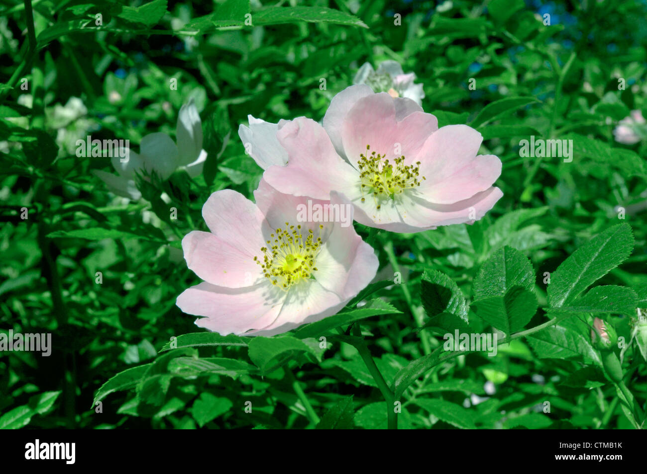 Hundsrose Rosa Canina (Rosengewächse) Stockfoto