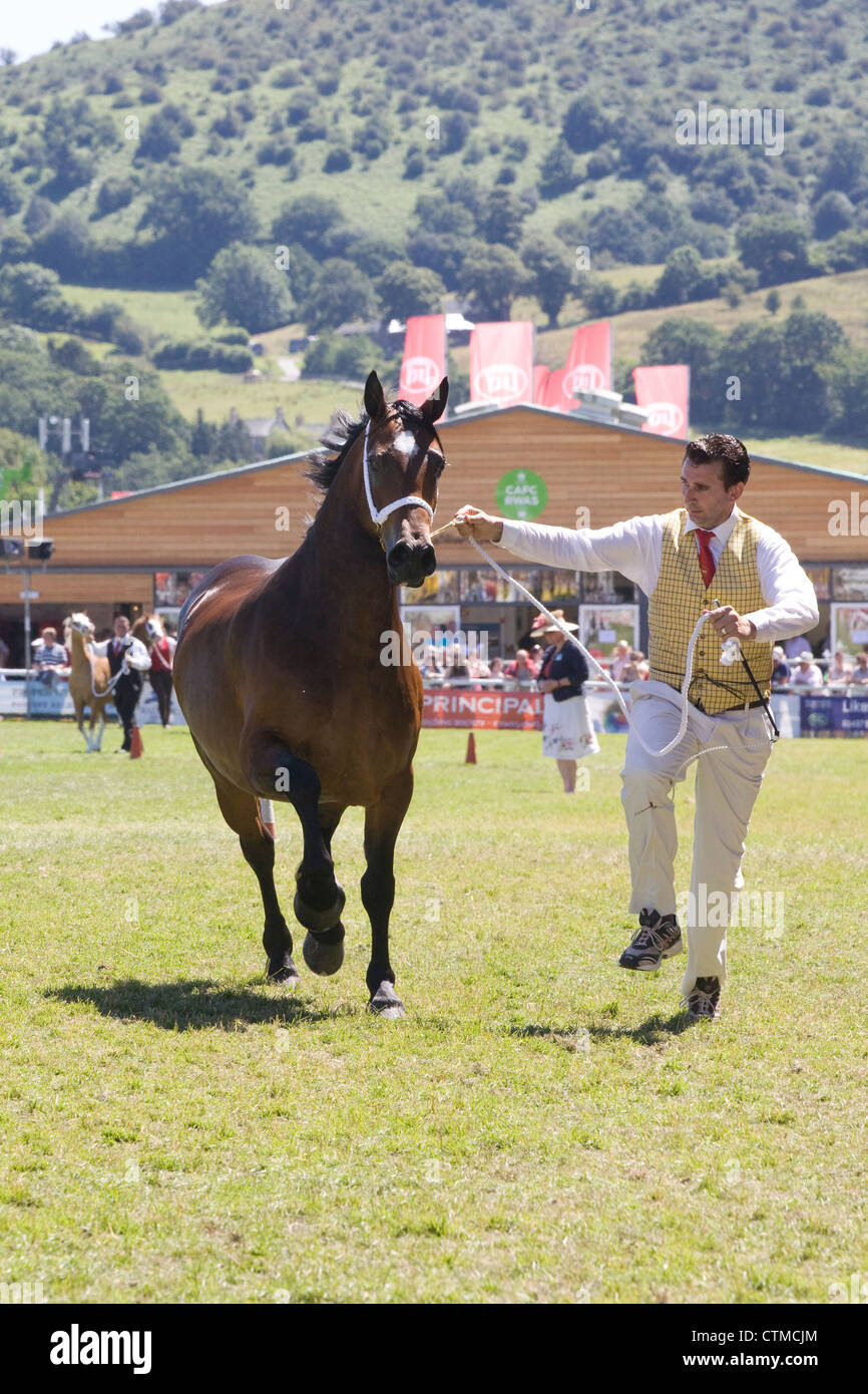 Traber Hengst bei einer Show in Wales Equus Ferus caballus Stockfoto