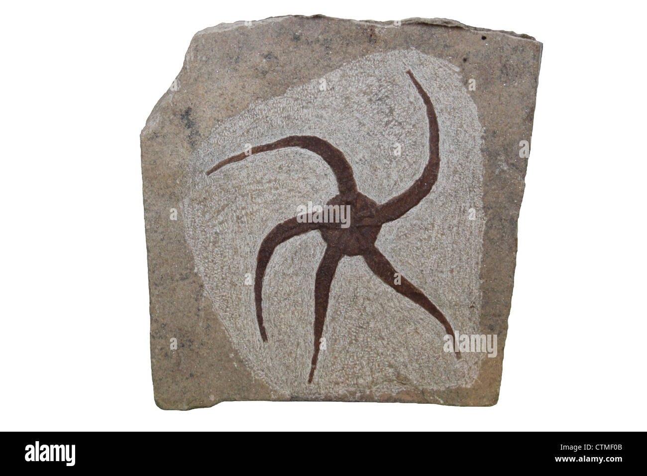 Ordovician Schlangenstern Fossil aus Marokko Stockfoto