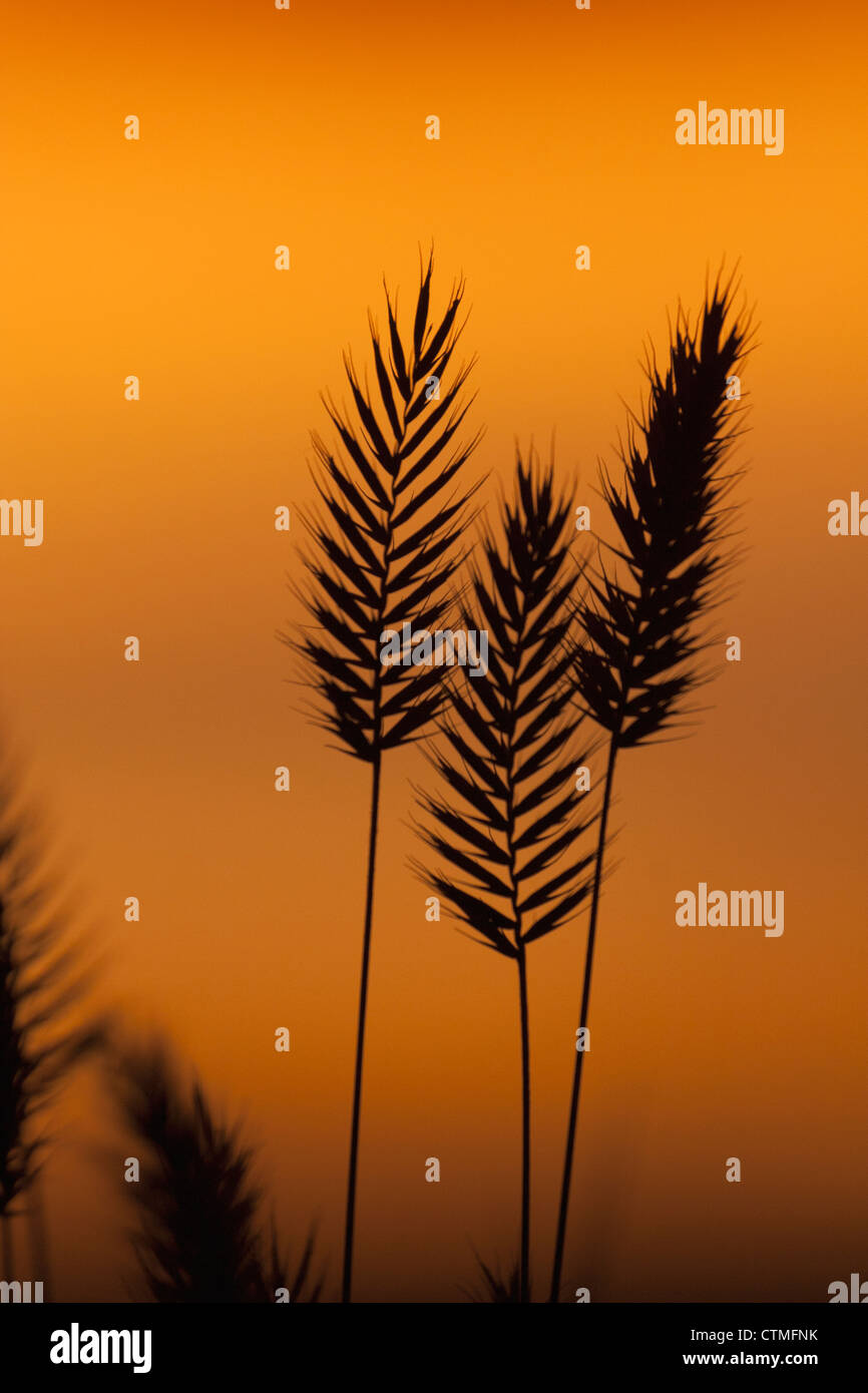Silhouette von Grass Samenköpfe mit einem orangefarbenen Schein bei Sonnenaufgang hautnah Stockfoto