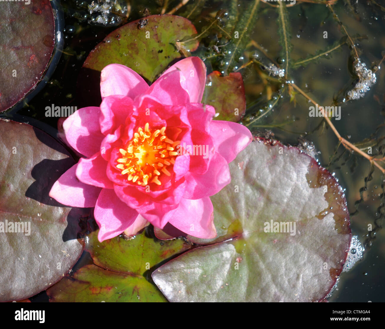 Garten mit teich mit seerose Fotos und Bildmaterial in hoher