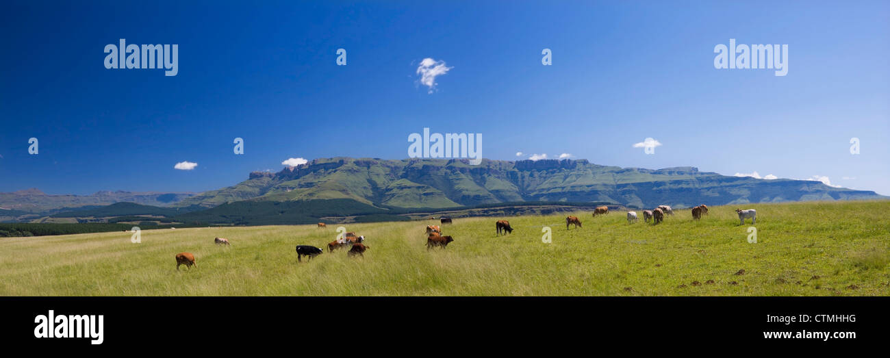 Gesunde Rinder grasen auf saftigen Bergwiesen, Southern Drakensberg Region, Südafrika Stockfoto