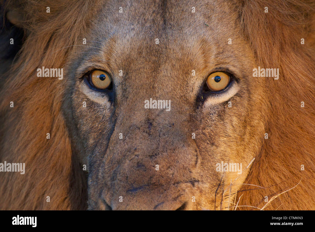 Eine Nahaufnahme von einem Löwen Augen direkt in die Kamera schaut, Kapama Private Game Reserve, Hoedspruit, Mpumalanga, Südafrika Stockfoto