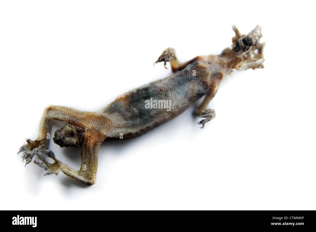 Getrocknete Gecko Leiche Stockfoto