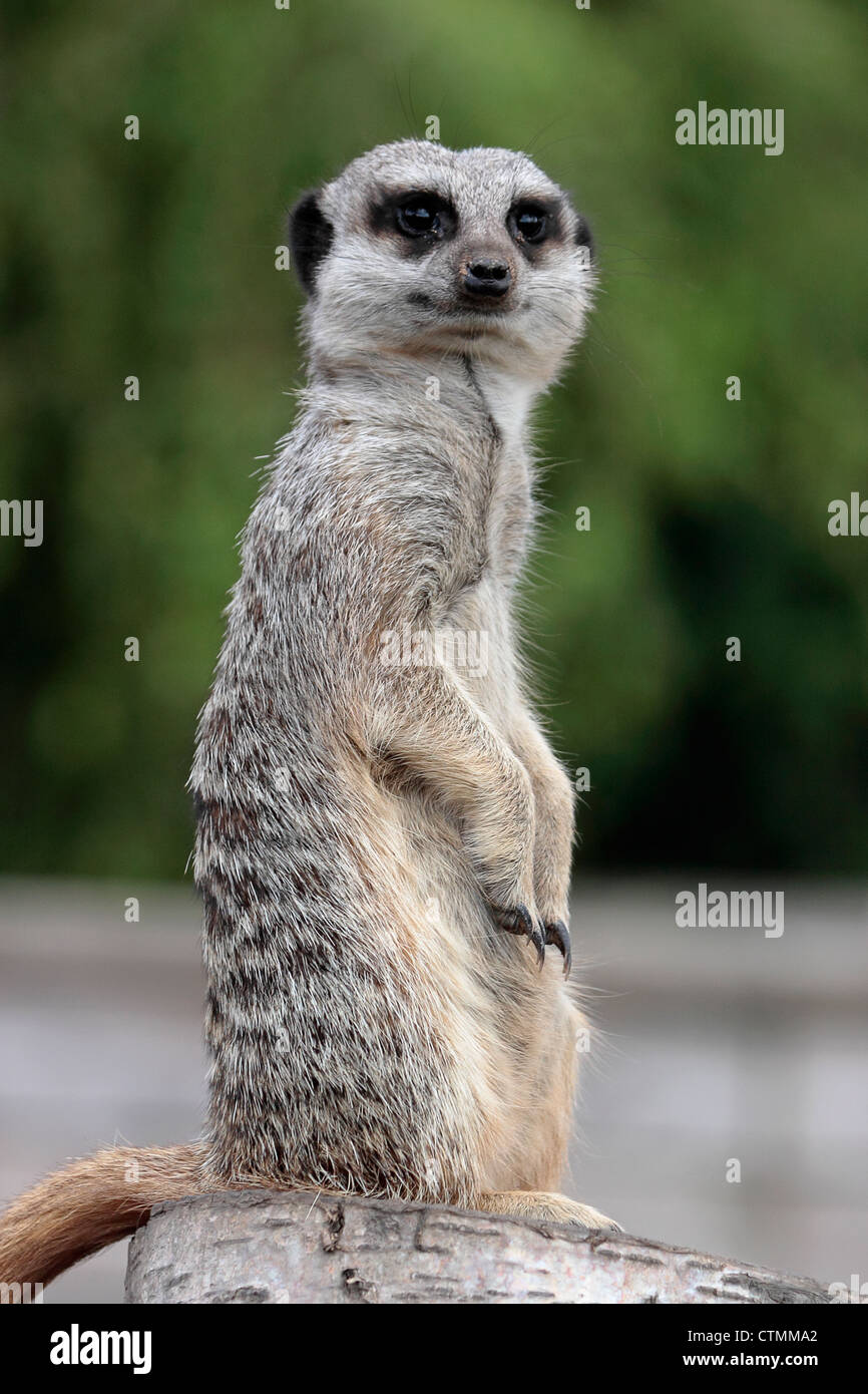 Ein Erdmännchen (Suricata Suricatta) steht Wache Yorkshire Wildlife Park Stockfoto