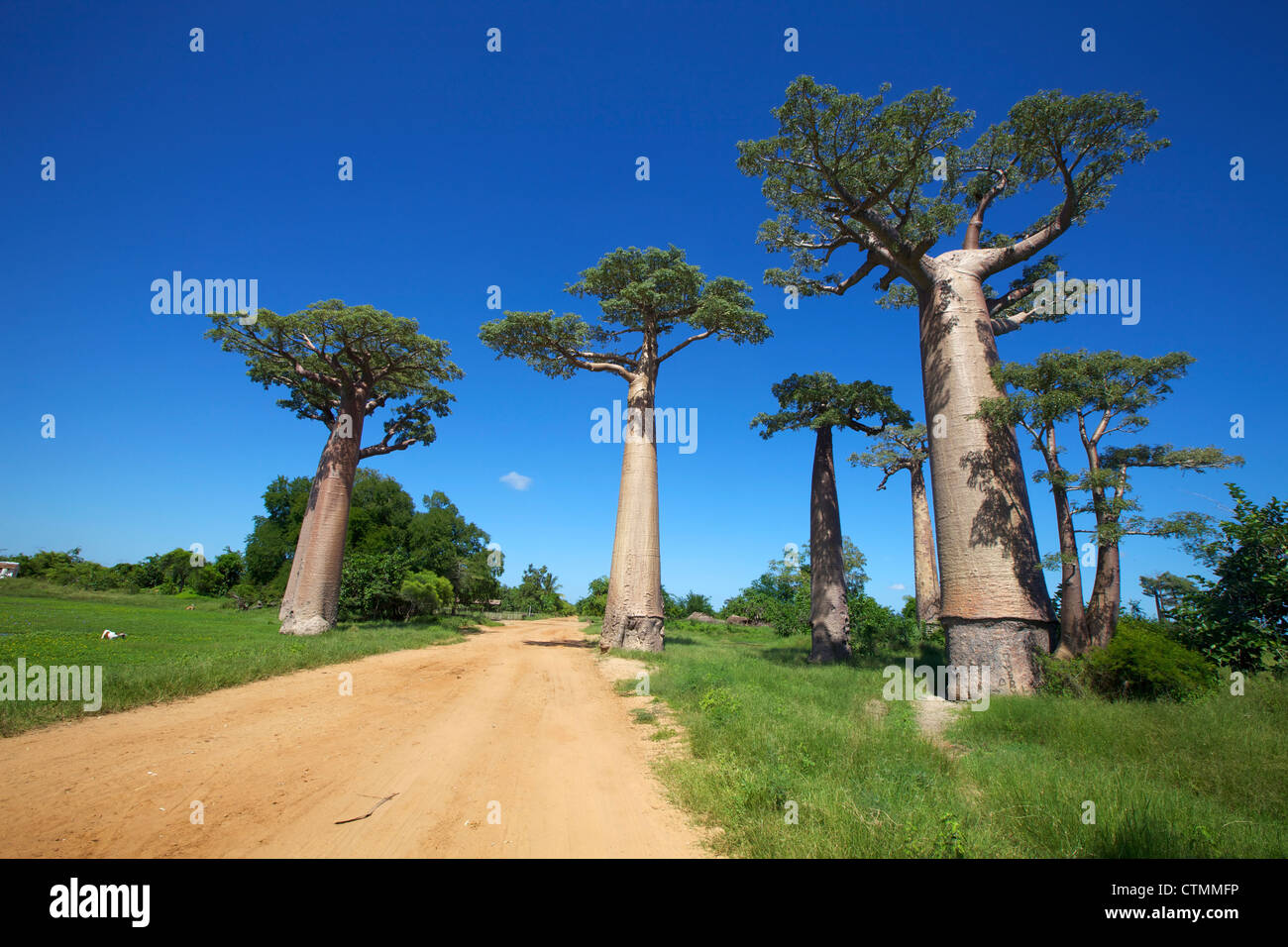 Eine unbefestigte Straße auf beiden Seiten der Affenbrotbäume Grandidieris, Allee der Baobabs, Madagaskar Stockfoto