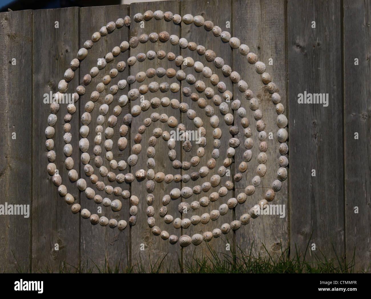 Muster von einem Zaun aus von Limpet Muscheln, Cornwall, UK Stockfoto