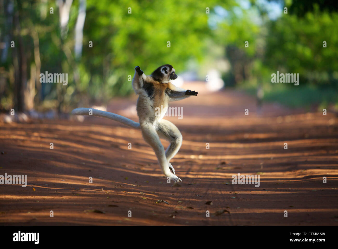 Ein Maughold Sifaka springen, Berenty, Madagaskar Stockfoto