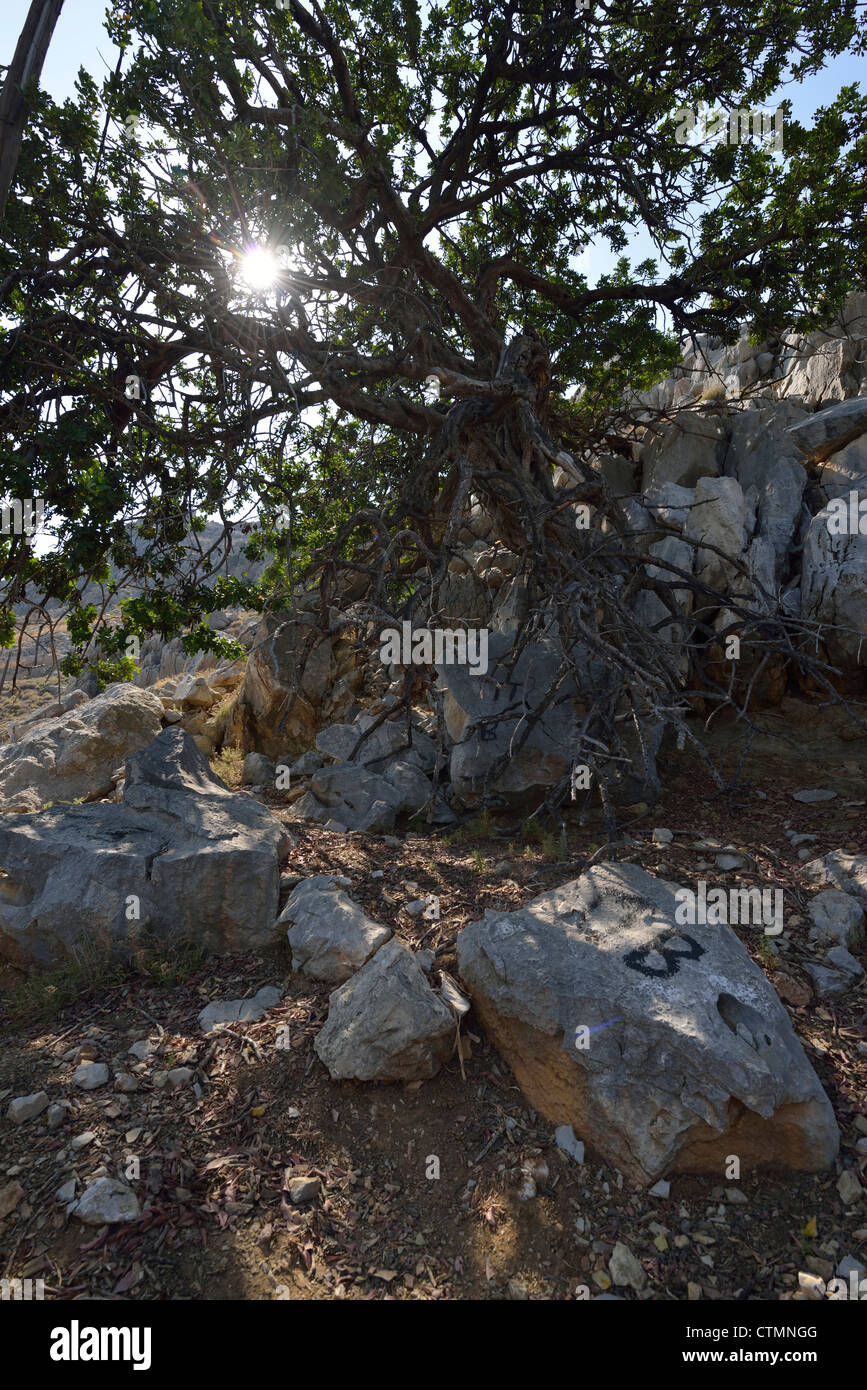 Als alten, knorrigen und sunbaked Baum im Dorf Nimborios, mit der Sonne gleich dahinter; Symi, Dodekanes. Griechenland. Stockfoto