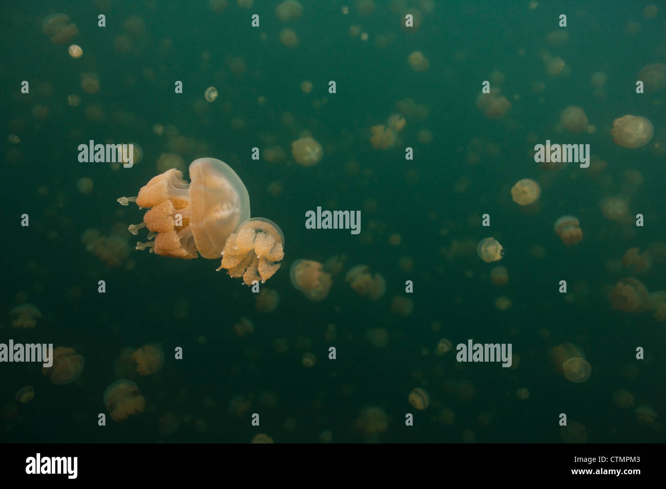 Goldene Quallen (Mastigias Papua Etpisoni) im Jellyfish Lake auf Eil Malk Insel in die Republik Palau. Stockfoto