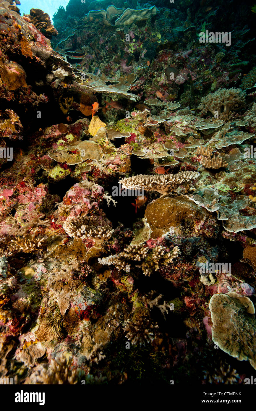 Korallen und Schwämme an einem tropischen Riff in der Nähe der Siaes Tunnel Tauchplatz auf den Inseln von Palau in Mikronesien. Stockfoto