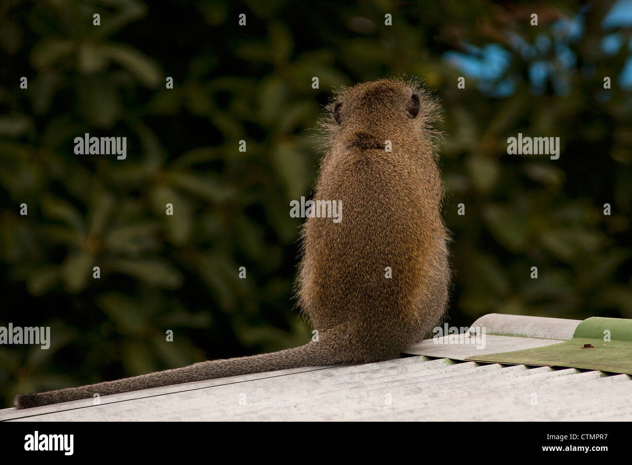 Vervet Affe (Cercopithecus Aethiops) sitzt auf einem Dach, Durdan, Kwazulu Natal, Südafrika Stockfoto