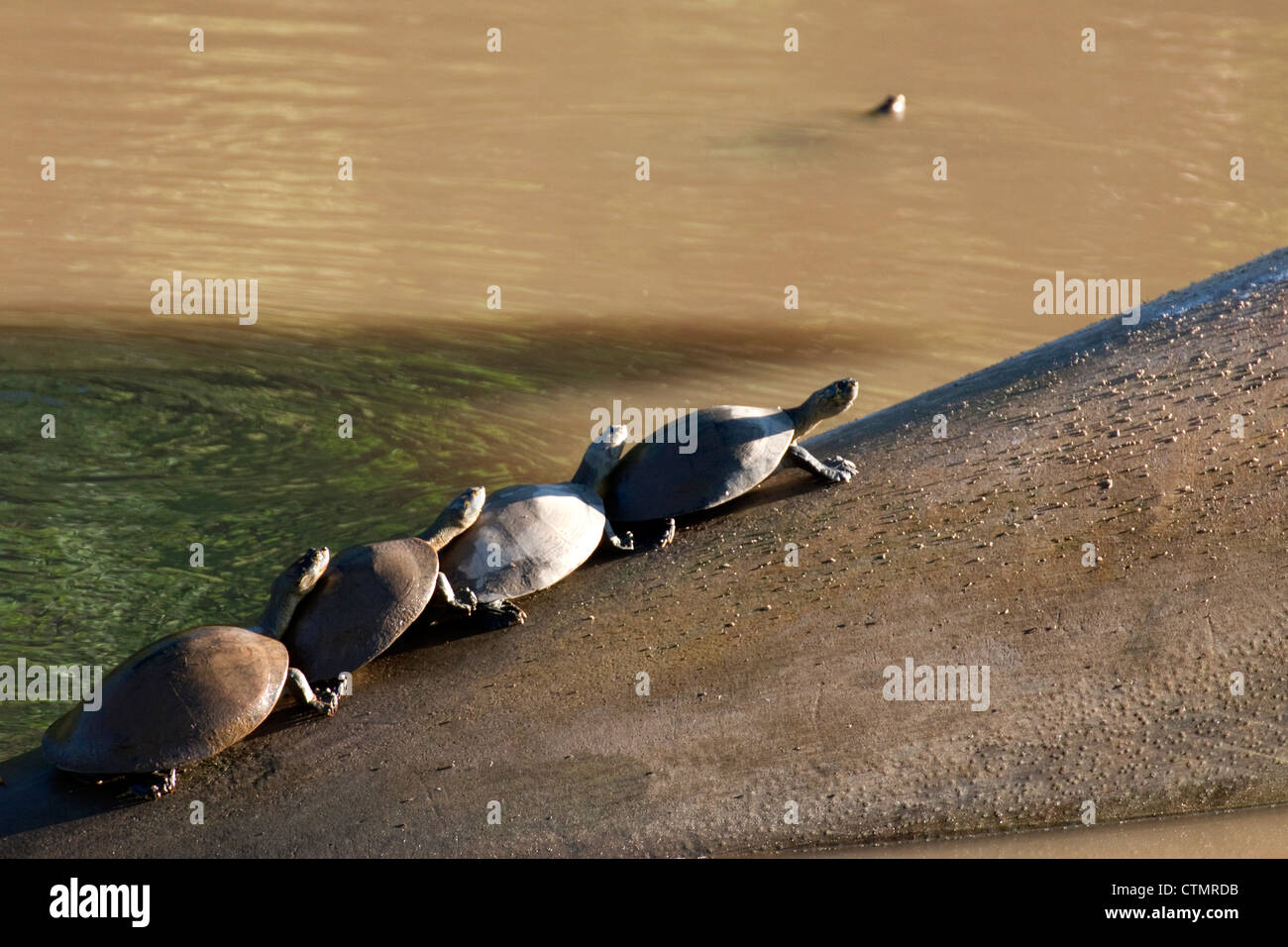 gelb gefleckten Schildkröten in einer Reihe auf einem Baumstamm Tambopata National Reserve, Tambopata Provinz, Abteilung von Madre De Dios, Peru Stockfoto