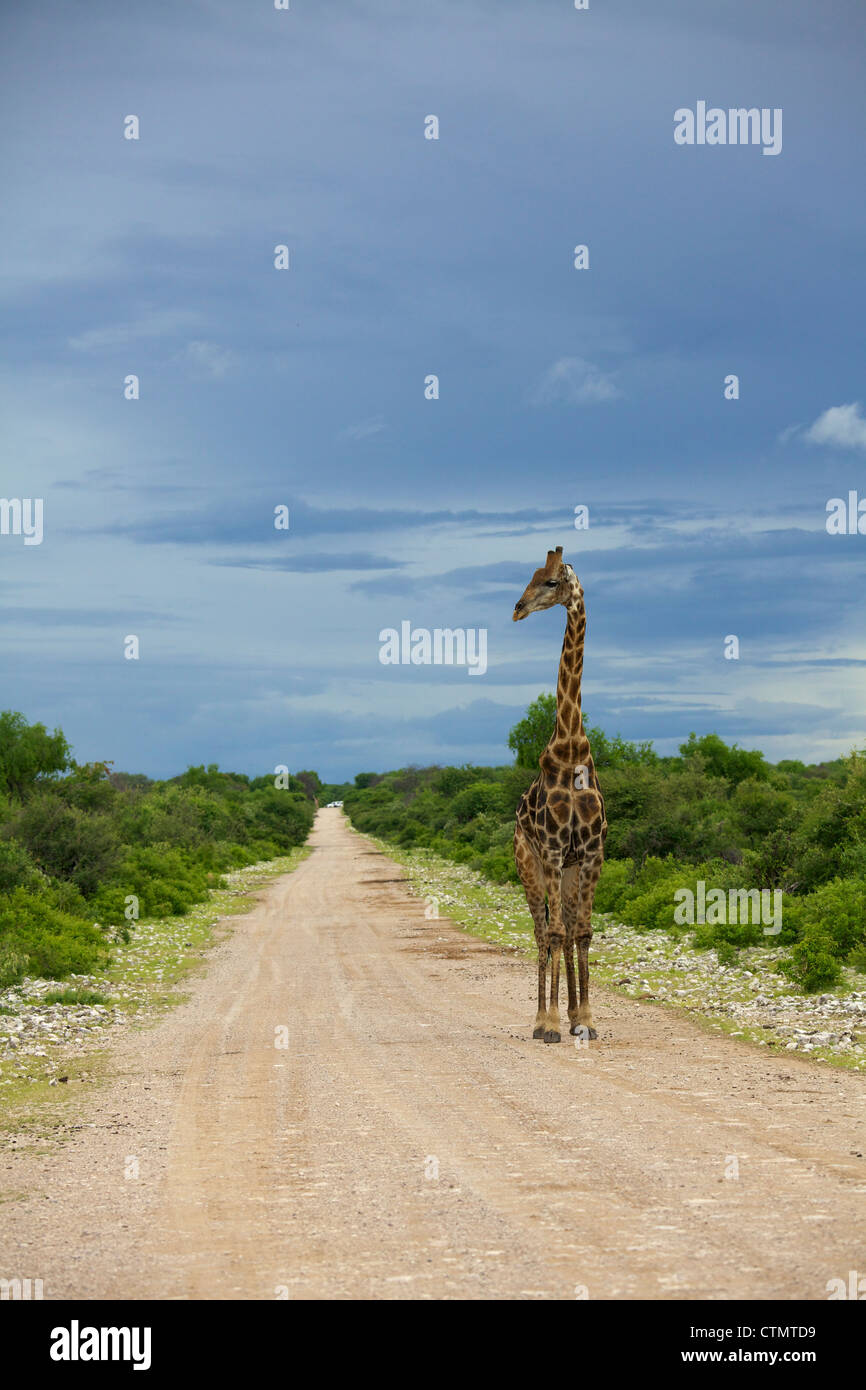 Eine Weitwinkelaufnahme einer Giraffe zu Fuß entlang einer unbefestigten Straße, Etosha Nationalpark, Etoscha, Namibia Stockfoto