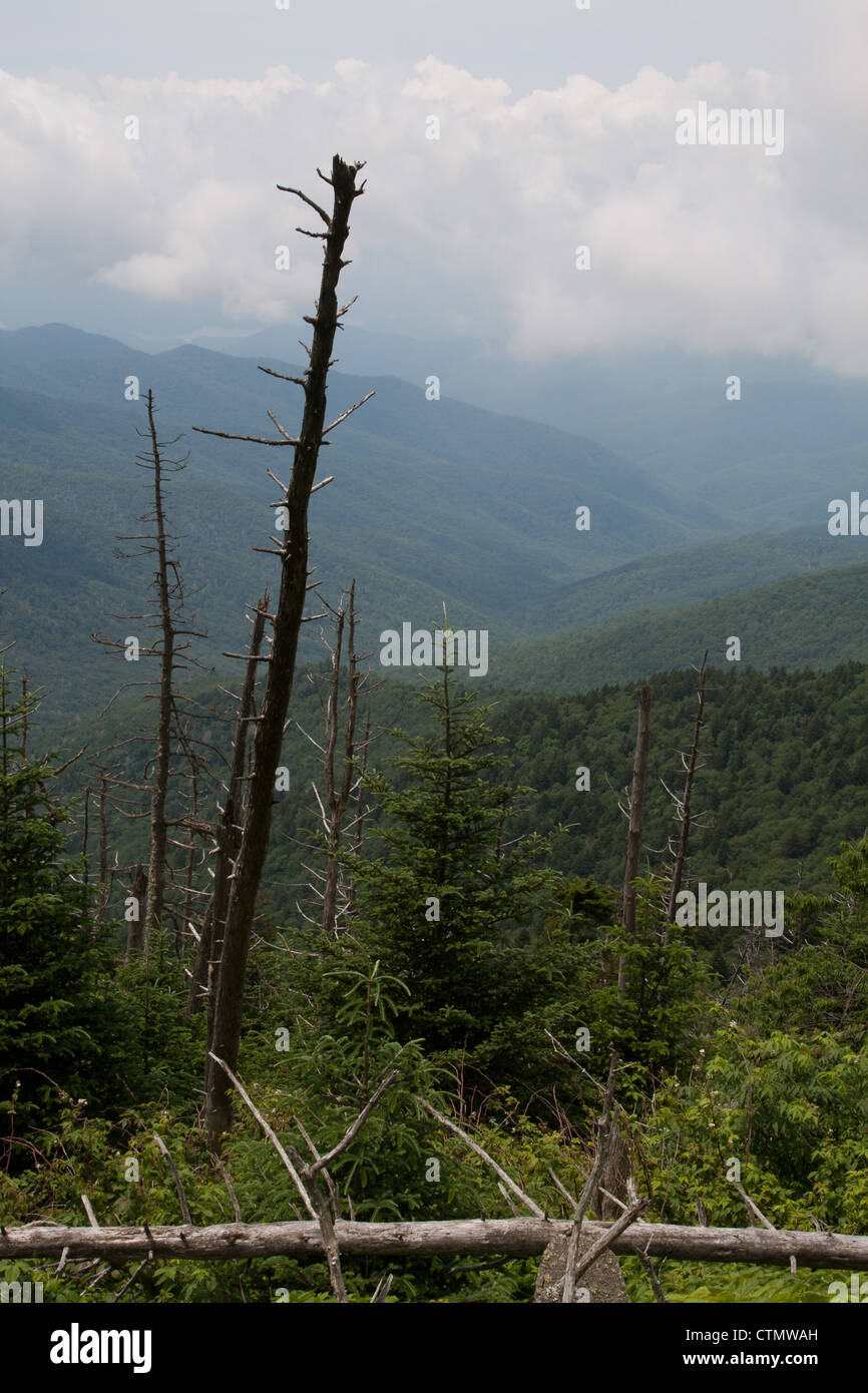 Blick von der Clingman Kuppel, Great Smoky Mountains National Park, USA Stockfoto