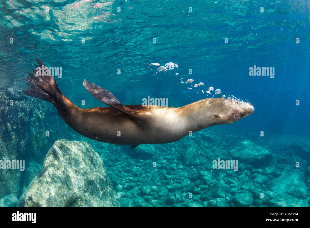 Sea Lion Seifenblasen - Los Islotes, La Paz, Mexiko Stockfoto