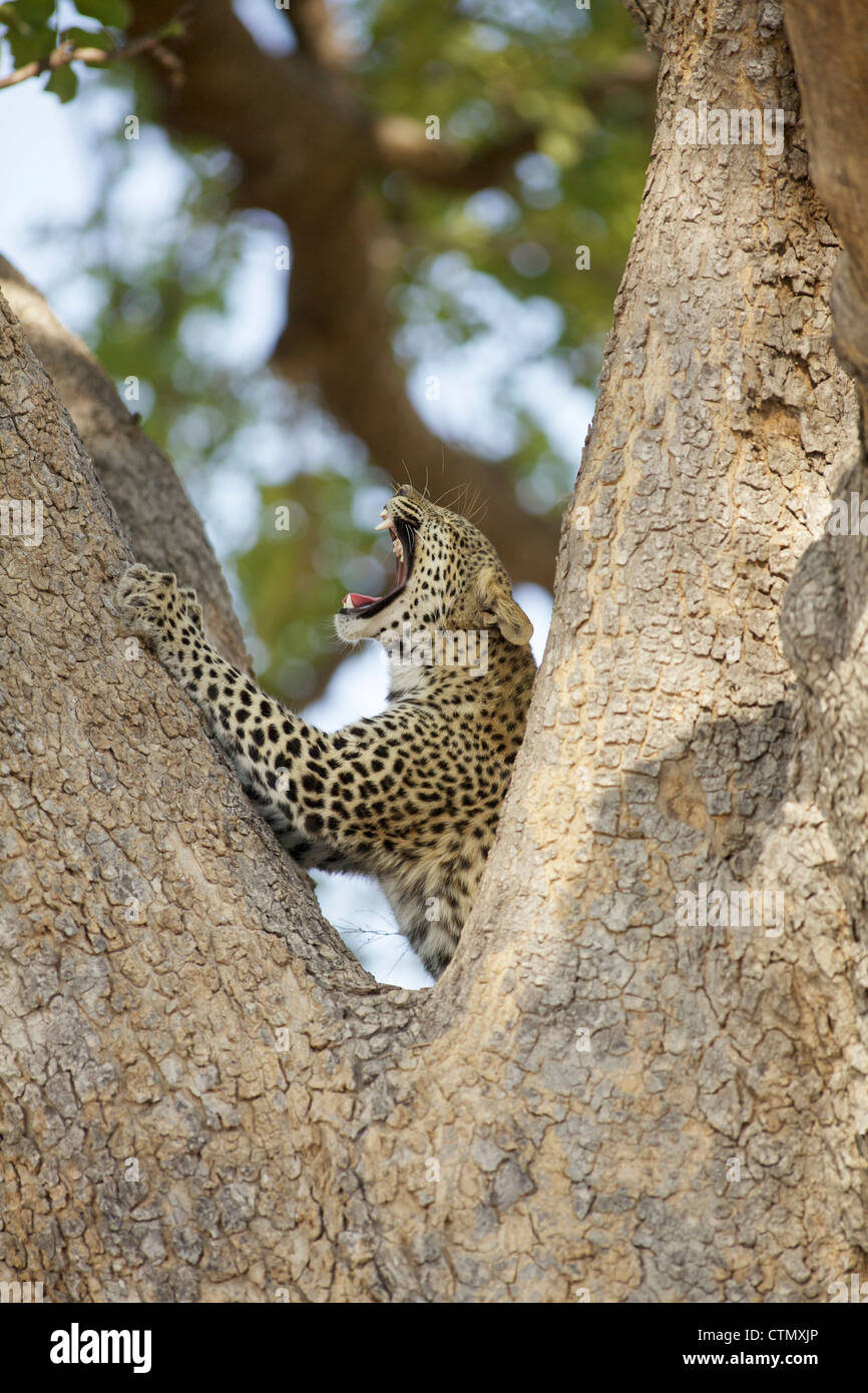 Ein Leopard knurrend in einem Baum, Okavango Delta, Botswana Stockfoto