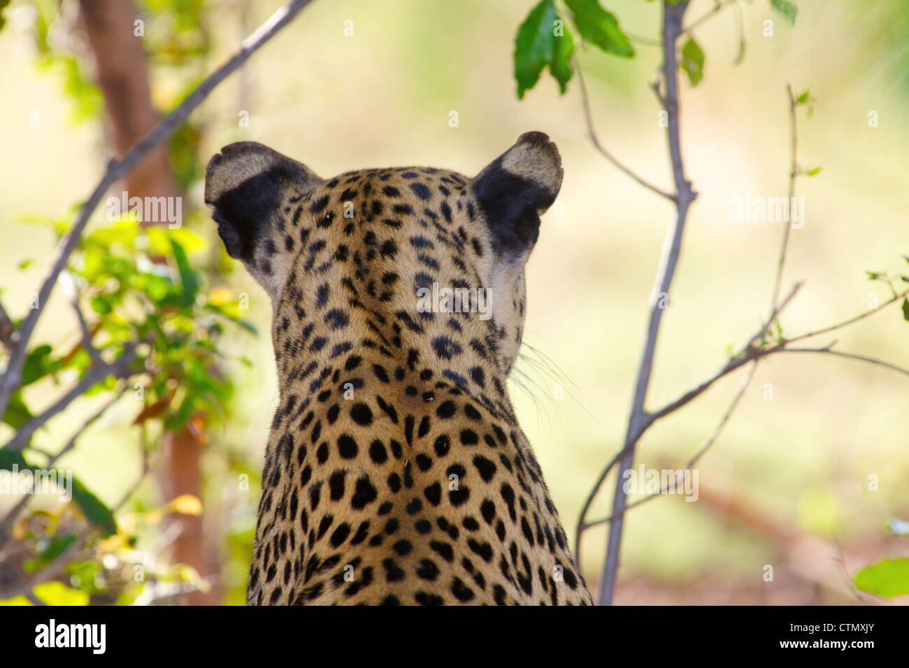Eine Rückansicht von einem Leoparden Kopf und Schultern, Okavango Delta, Botswana Stockfoto