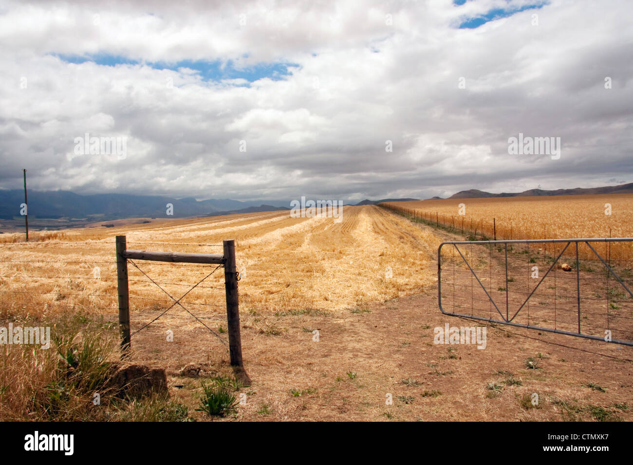 Ein offener Hof führt in ein Weizenfeld mit goldenen Reihen von Stroh in der Ruens, in der Nähe von Caledon, Western Cape, Südafrika Stockfoto