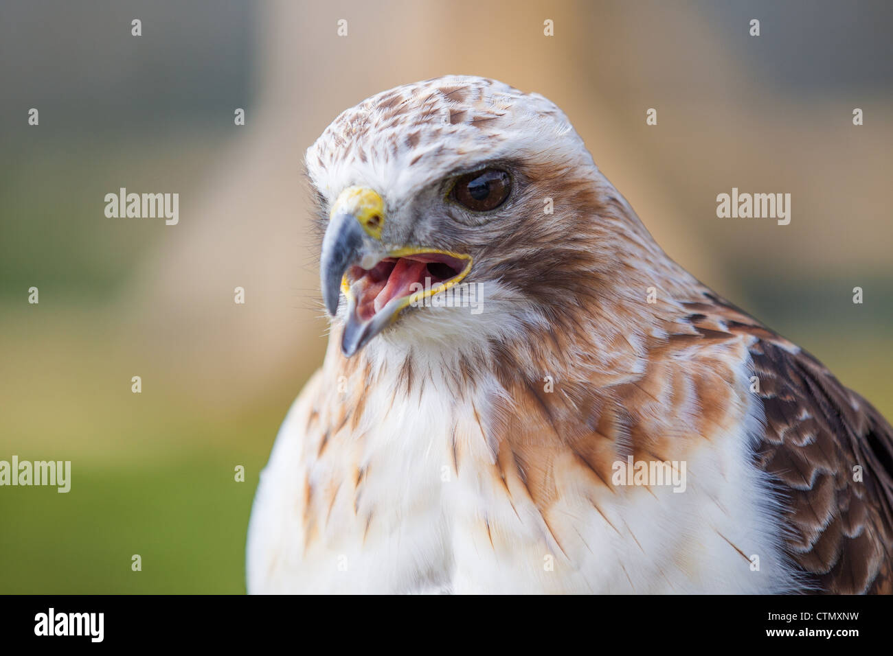 Weibliche red tailed Hawk mit Mund öffnen Stockfoto